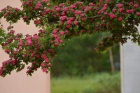 Восторг в начале лета - боярышник обыкновенный форма розовый махровый