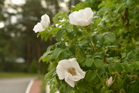 Яркое цветение розы морщинистой форма махровая – ветерана санатория