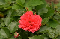 Розарий: чайно-гибридные розы и розы флорибунда в цвету