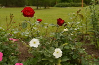Розарий: чайно-гибридные розы и розы флорибунда в цвету